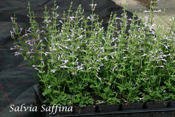 Salvia scabra Saffina IMG_0112
